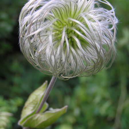 o alta forma de clematis